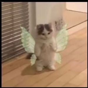 Meet your Posher, Juliette